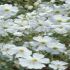 Floarea miresei - Gypsophila elegans